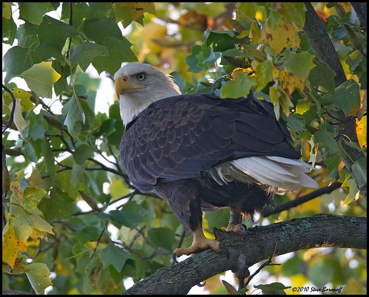_0SB8833 american bald eagle.jpg
